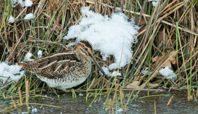 Common snipe / Watersnip 