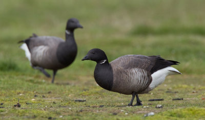 Brent Goose / Rotgans