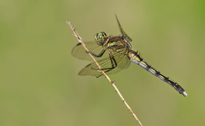 White-Tailed Skimmer / Witpuntoeverlibel 