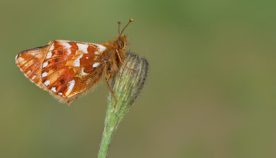 Sheperds Fritillary / Herdersparelmoervlinder