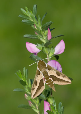 Spurge Hawk-moth / Wolfsmelkpijlstaart