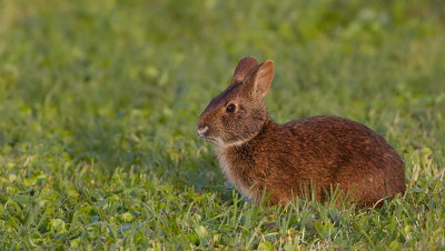 Marsh rabbit / Moeraskonijn