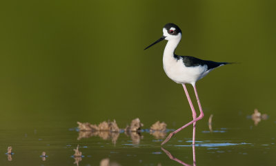 Black-necked stilt / Amerikaanse Steltkluut
