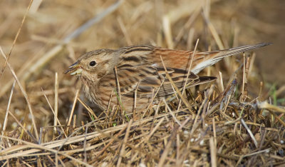 Pine Bunting / Witkopgors