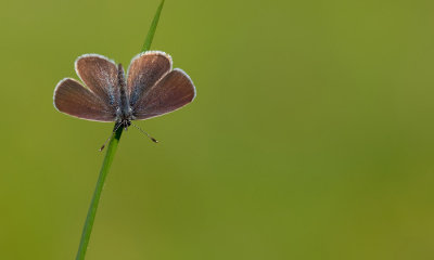 Little Blue / Dwergblauwtje