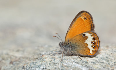 Pearly Heath / Tweekleurig hooibeestje