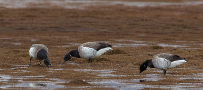 White bellied Brent Goose / Witbuikrotgans