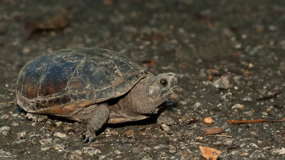 Striped Mud Turtle / Gestreepte modderschildpad