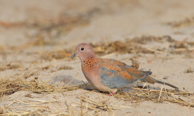 Laughing dove / Palmtortel