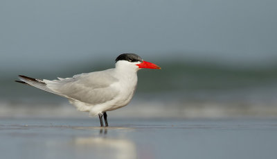 Caspian tern / Reuzenstern