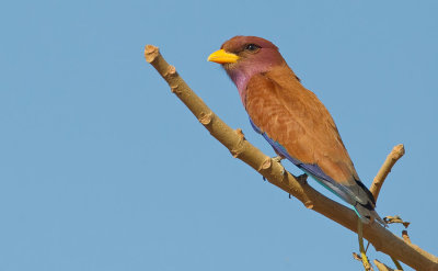 Broadbilled roller / Breedbekscharrelaar