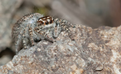 Philaeus chrysops
