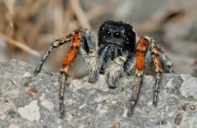 Philaeus chrysops