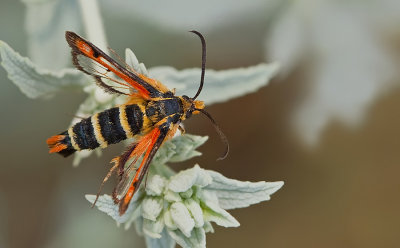 Pyropteron minianiformis