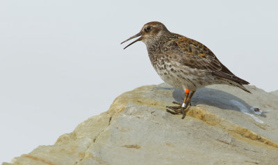 Purple Sandpiper / Paarse Strandloper