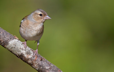Chaffinch / Vink