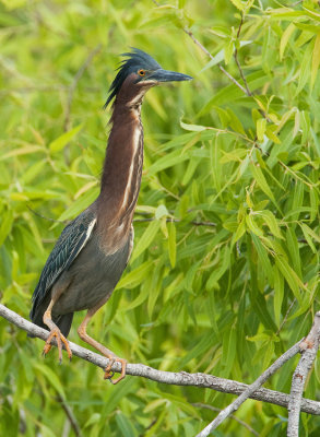 Green Heron / Groene Reiger 
