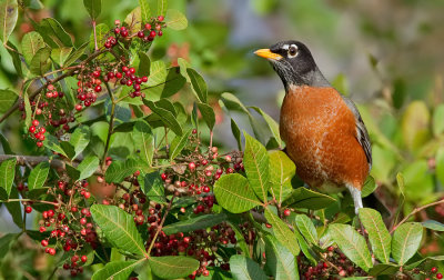 American Robin / Roodborstlijster