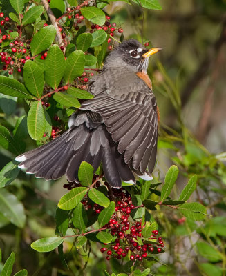 American Robin / Roodborstlijster