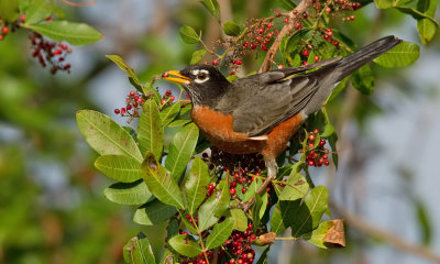 American Robin / Roodborstlijster