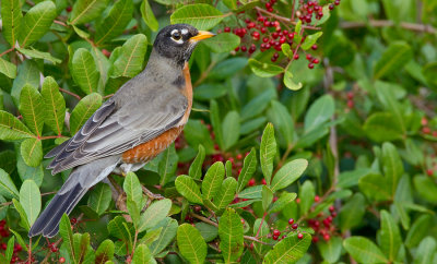 American Robin / Roodborstlijster