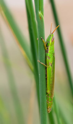 Leptysma marginicollis