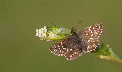 Grizzled skipper / Aardbeivlinder