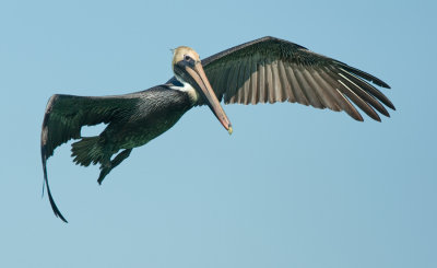 Brown pelican / Bruine pelikaan