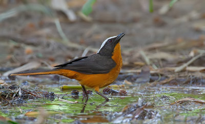 White-crowned Robin-chat / Witkruinroodborsttapuit