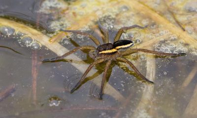 Great raft spider / Grote Oeverspin