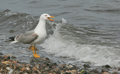 Yellow -legged gull / Geelpootmeeuw