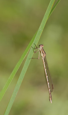 Brown emerald damselfly / Bruine winterjuffer 