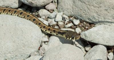 Eastern Grass snake / Balkan ringslang
