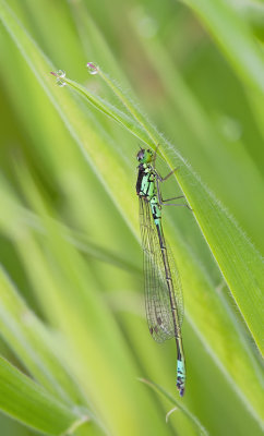 Norfolk damselfly / Donkere waterjuffer