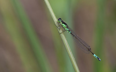 Norfolk damselfly / Donkere waterjuffer