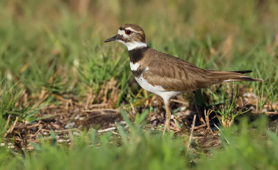 Killdeer / Killdeerplevier