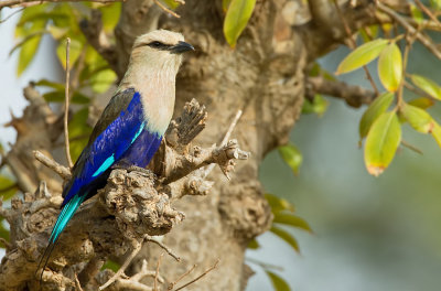 Blue-bellied roller / Blauwbuikscharrelaar