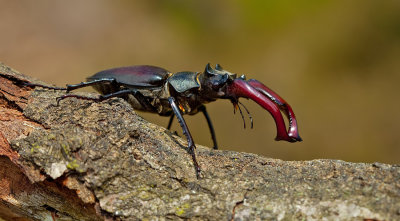 Stagbeetle / Vliegendhert 