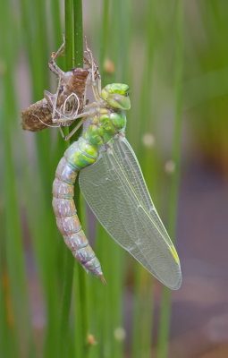 Emperor dragonfly / Grote keizerlibel