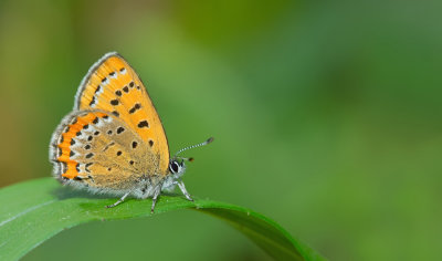 Violet copper / Blauwe vuurvlinder 