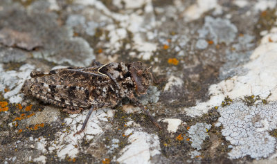 Asiotmethis limbatus / Langvleugelige steensprinkhaan