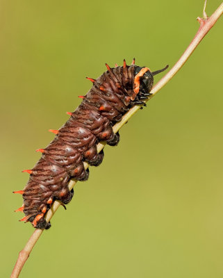 Polydamas Swallowtail / Battus polydamas 
