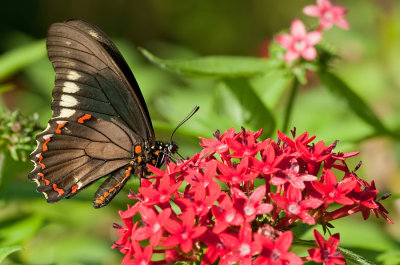Polydamas Swallowtail / Battus polydamas 
