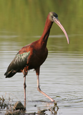 Glossy ibis / Zwarte ibis