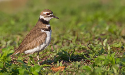Killdeer / Killdeerplevier 