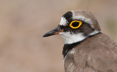 Little Ringed Plover / Kleine plevier 
