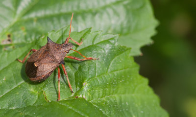 Spiked Shieldbug / Tweetandschildwants