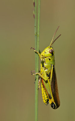 Large marsh grasshopper / Moerassprinkhaan