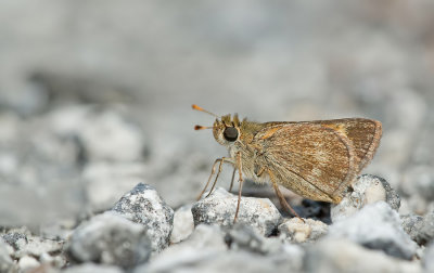 Fiery Skipper / Hylephila phyleus