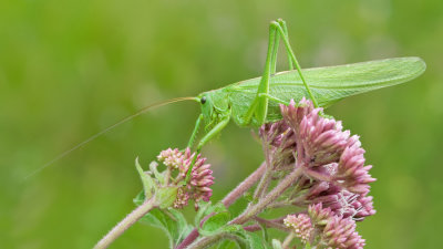 Great Green Bush-cricket / Grote groene sabelsprinkhaan